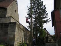 Baumfaellen07-04