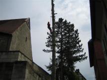 Baumfaellen07-06