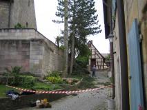 Baumfaellen07-11