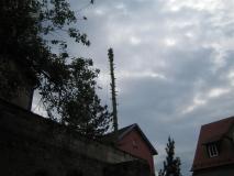Baumfaellen07-12